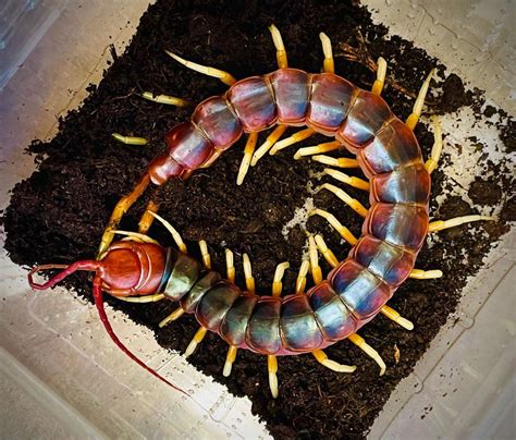 Scolopendra sp. - Peruvian giant white leg centipede | Bugnut Limited