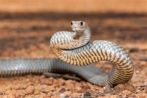 10 Most Venomous Snakes in the World