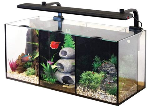 Information About Betta Fish Tank | Maintenance & Guide