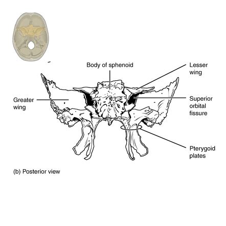 Medial And Lateral Pterygoid Plates