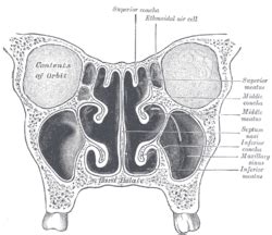 Ethmoid sinus - Wikipedia