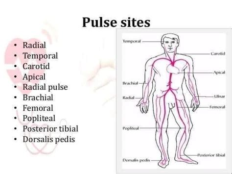 There are 9 common pulse points on the... - Medset HealthCare