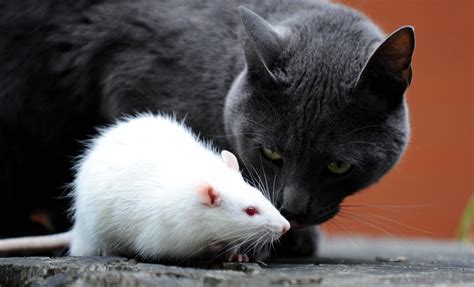 Are Rats Cleaner Than Cats And Dogs