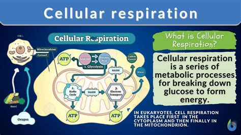 Cellular Respiration - Biology Simple