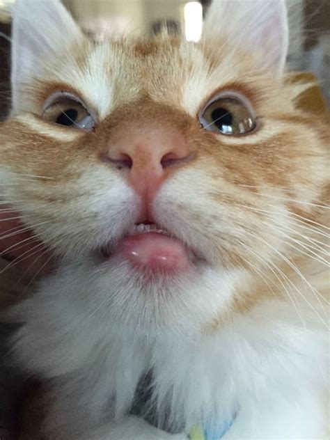 Cat Lower Lip Swollen Treatment : My Cat Has A Sore On Her Lower Lip ...