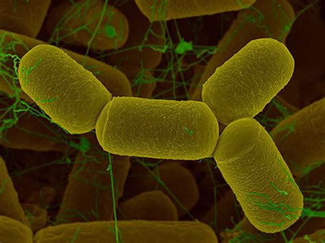 Archaebacteria Examples