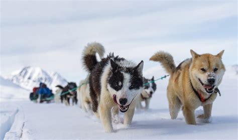 Ancient Inuit Brought Sled Dogs From Siberia That Helped Them Survive ...