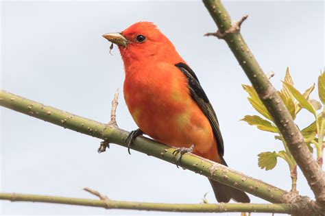 Scarlet Tanager (male-spring) – Jeremy Meyer Photography