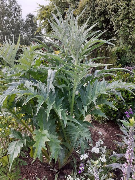 Cynara scolymus | Proctors Nursery