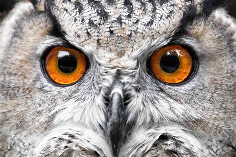 15 Amazing Owl Facts