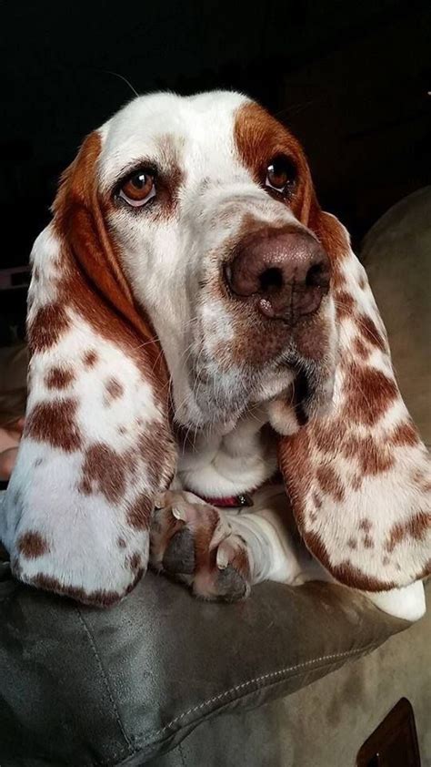 Pin by Genevieve🦋 on pieski świat | Hound puppies, Basset hound dog, Dogs