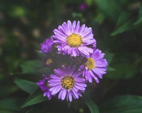 What does the aster flower symbolize? – ouestny.com