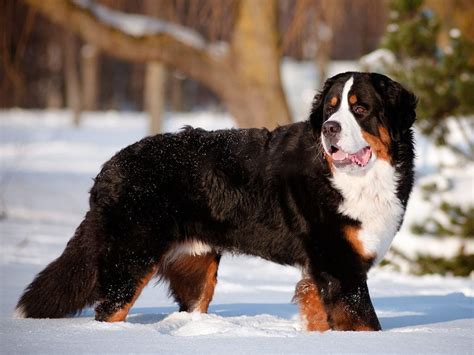 The Most Popular Dog Breeds in Canada | Reader's Digest Canada