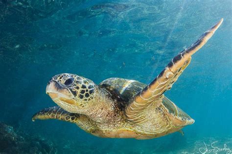 Green Sea Turtles - Underwater Photography Guide