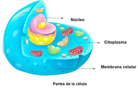 Celula Procariota Sin Nombres