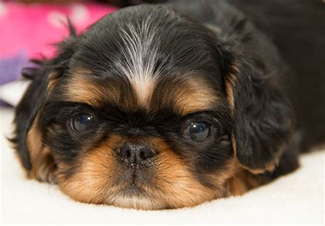 English Toy Spaniel Puppies For Sale - AKC PuppyFinder