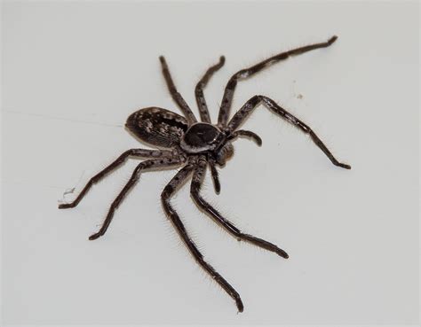 The Huntsman Spider… - Sydney's Best Pest Control