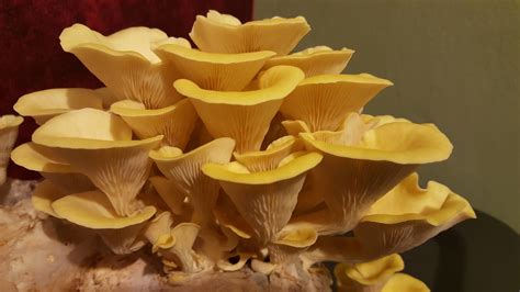 Pleurotus citrinopileatus: Golden Oyster Benefits & Identification