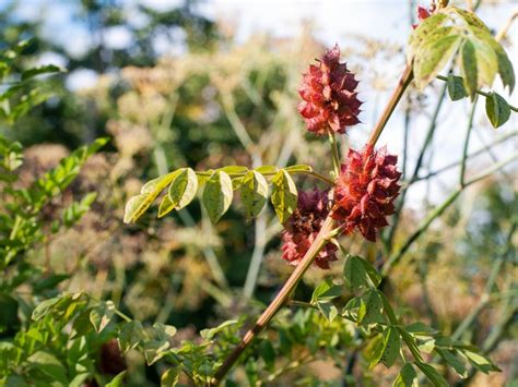 Licorice Plant Information: Where Does Licorice Come From | Gardening ...