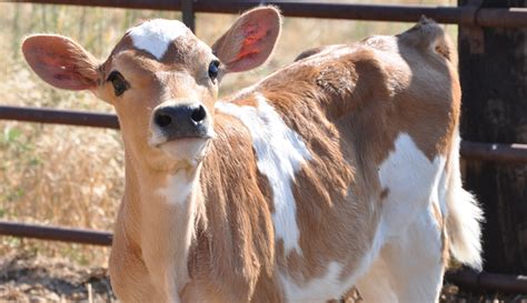 Breed Profile: The Jersey Stands Out Among Dairy Cows - Hobby Farms