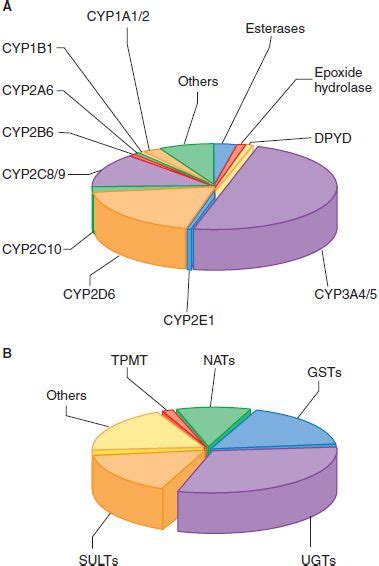 Drug Metabolism | Basicmedical Key