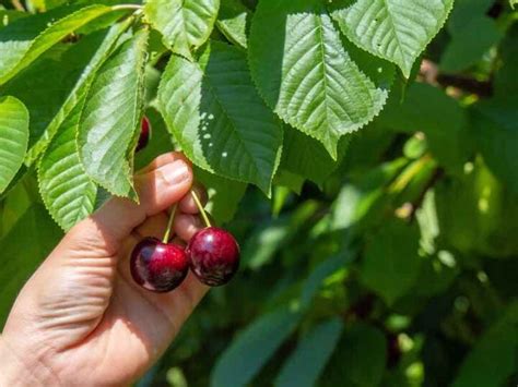 Sweetheart Cherry Trees - Minneopa Orchards