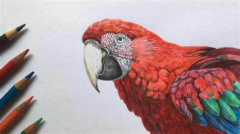 Realistic Parrot Drawing Colour Light green lemon yellow chrome yellow ...