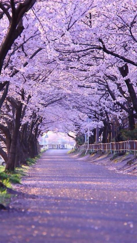 Sakura Trees Wallpapers - Wallpaper Cave