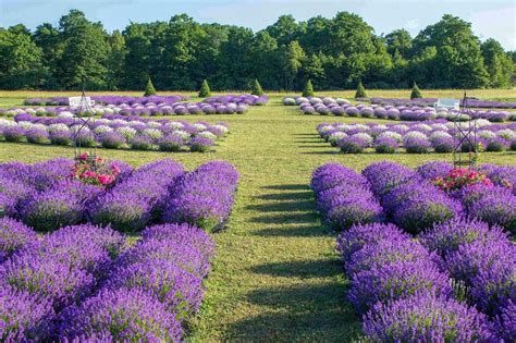 11 U.S. Lavender Farms You Can Visit | Lavender farm, Lavender garden ...