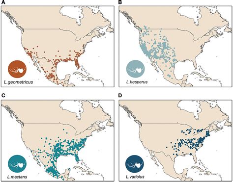 Frontiers | Urban Environments Aid Invasion of Brown Widows ...