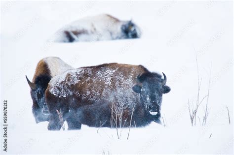 Bison in a snow storm in winter cold with their coats covered in snow ...