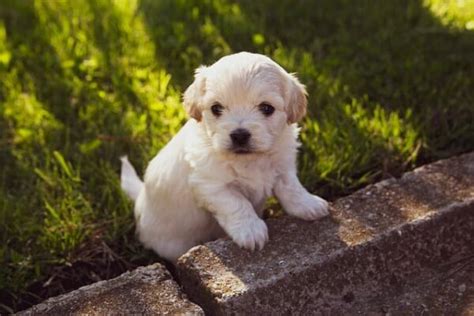 A Unique List of 100+ Female White Dog Names for 2022