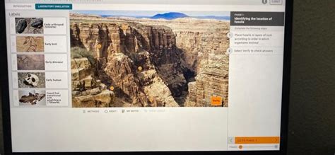 Solved place fossils in layers of rock according to order in | Chegg.com