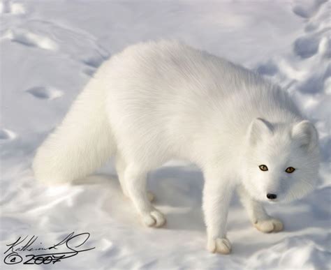 Arctic Fox Wallpapers - Wallpaper Cave