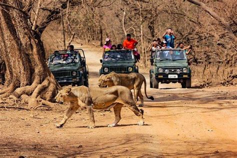 Things To Do In Sasan Gir Wildlife Sanctuary (2024)