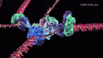 Scientists Capture Video of E. Coli DNA Mutating in Real Time