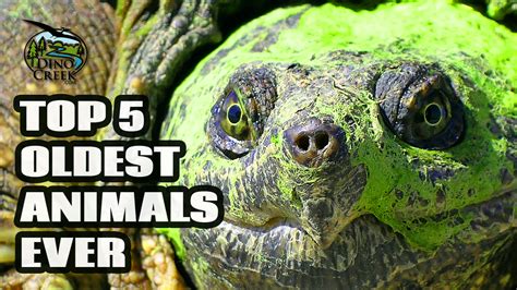 5 Oldest Animals Ever | DinoCreek.com | Amazing Videos