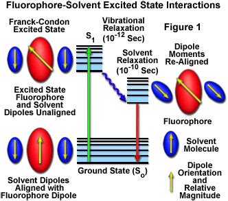 Molecular Expressions Microscopy Primer: Fluorescence - Solvent Effects ...