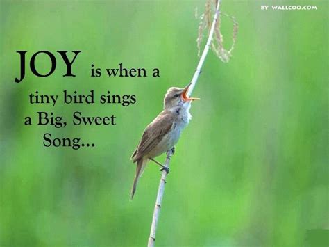 Beautiful Love Birds Images With Quotes - ShortQuotes.cc