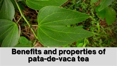 Benefits and properties of pata de vaca tea - YouTube