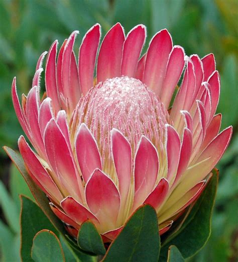 Pin on Proteas