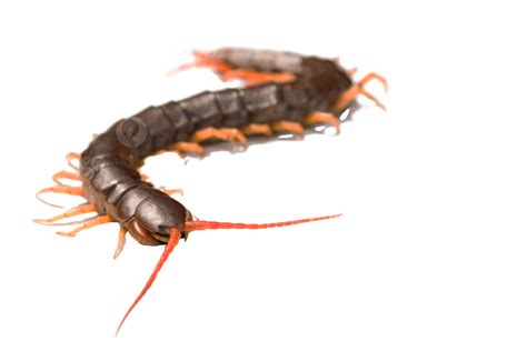 Isolated On A White Background Giant Centipede, Poisonous, Species ...