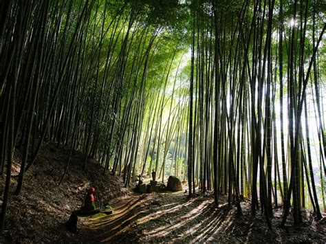 Bamboo Forest, Japan