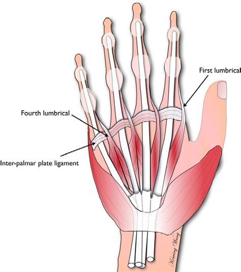 Figure 1 from A biomechanical and evolutionary perspective on the ...