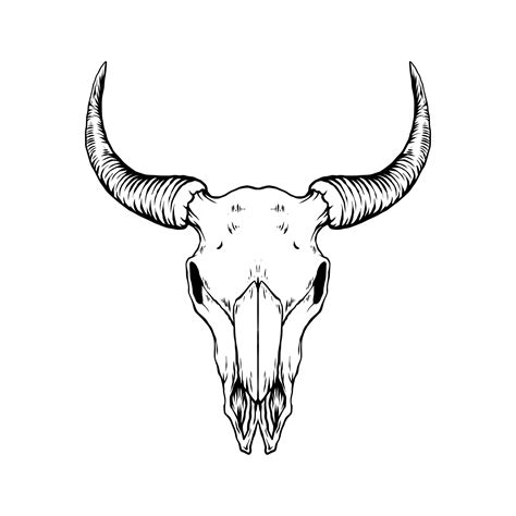 Premium Vector | Bull skull vector illustration