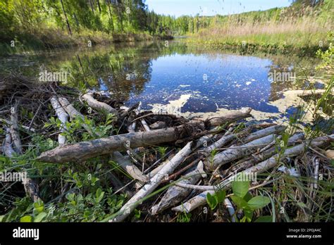 Eurasian beaver, European beaver (Castor fiber), dammed a stream with ...