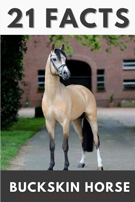 buckskin horse, buckskin pony Buckskin Horse, Buckskins, Early American ...