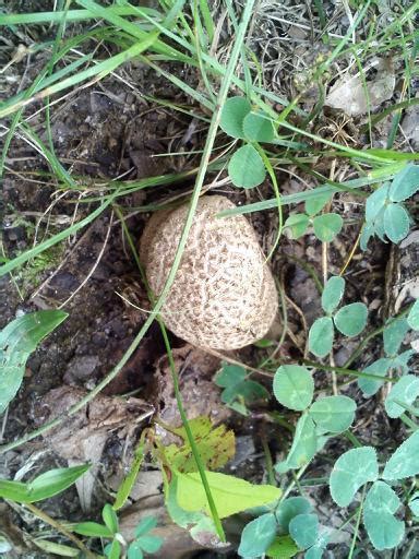 Agaric Id please? - Mushroom Hunting and Identification - Shroomery ...