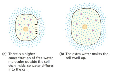 Osmosis In Animal Cells