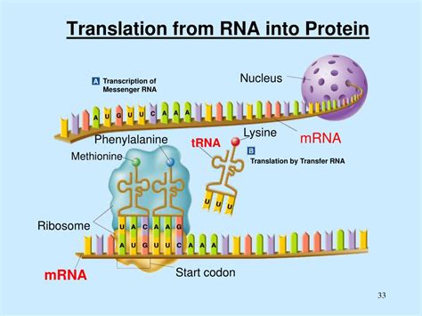 Ppt Dna Rna Transcription Translation Mitosis | The Best Porn Website